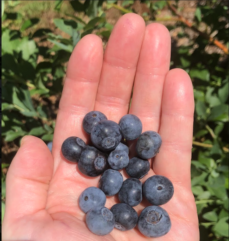 Blueberry Cobbler Mix